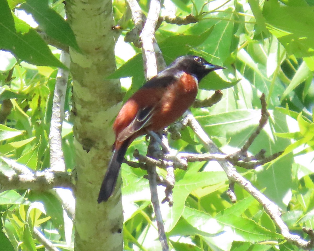 Oriole des vergers - ML338787011