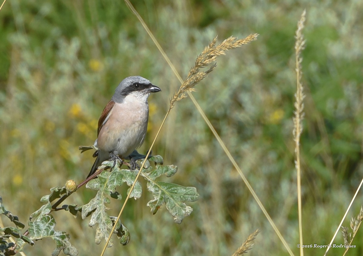 Red-backed Shrike - ML33878811