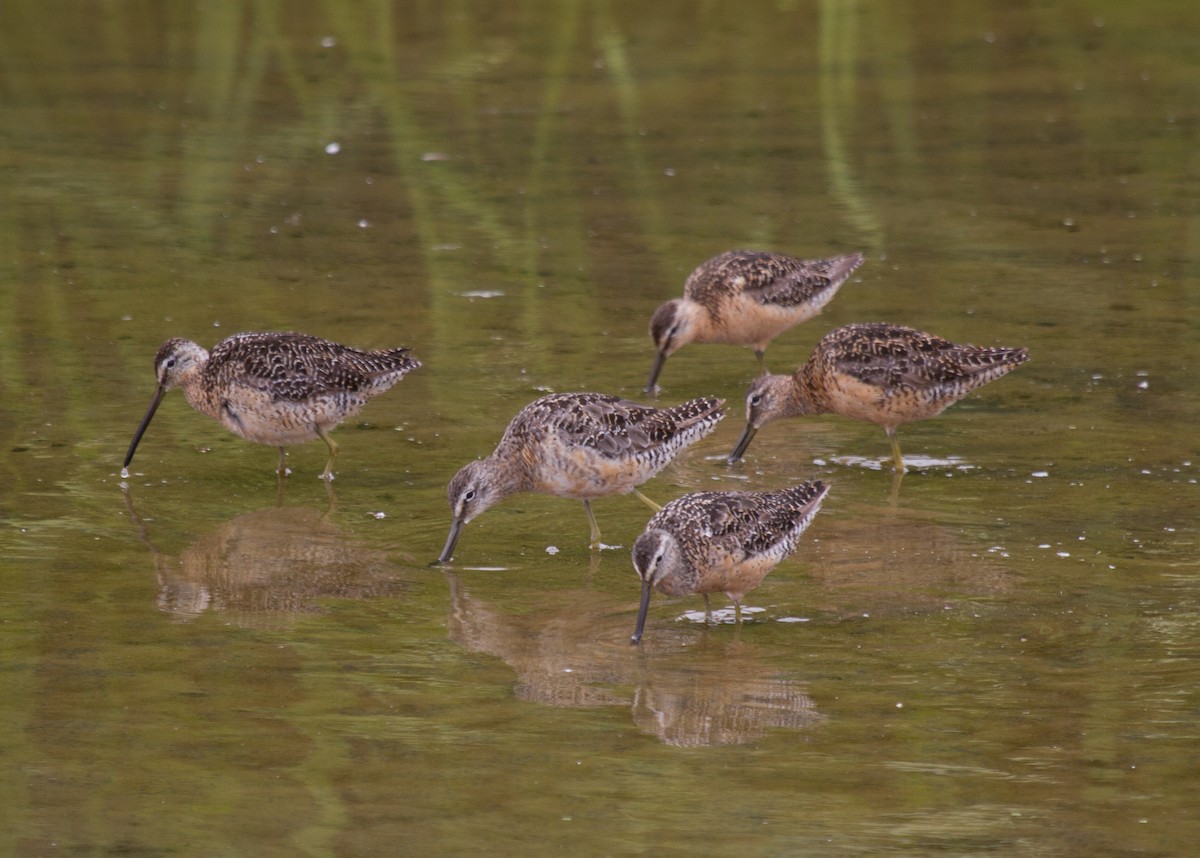 Long-billed Dowitcher - ML33878881