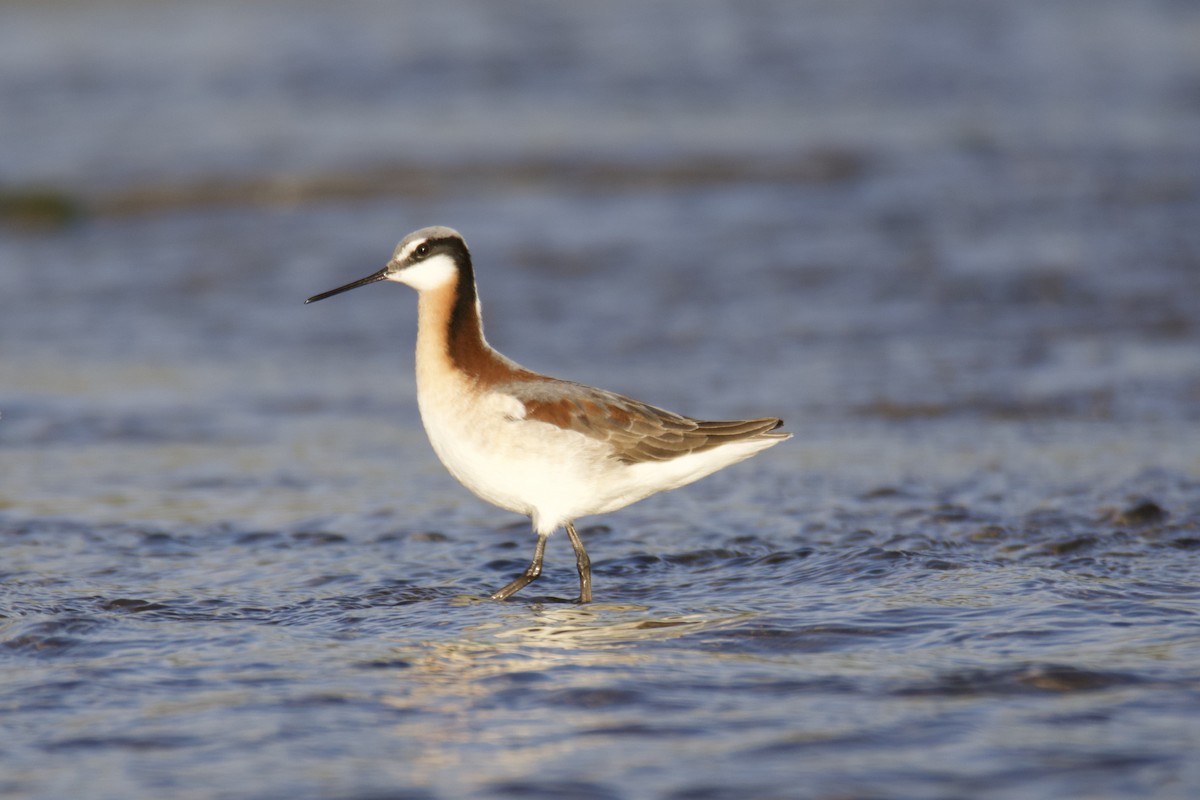 Wilson's Phalarope - ML338789761