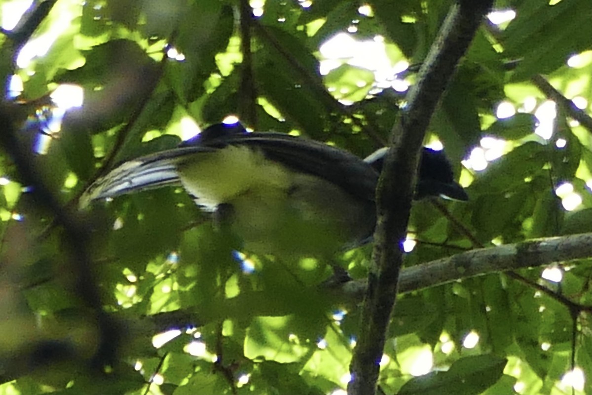 Azure-naped Jay - ML338790441