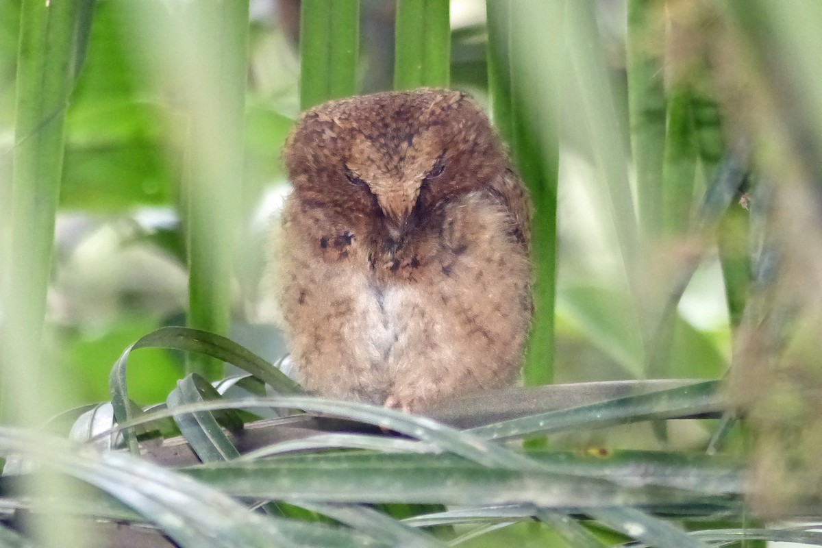 Rajah Scops-Owl - ML33879211