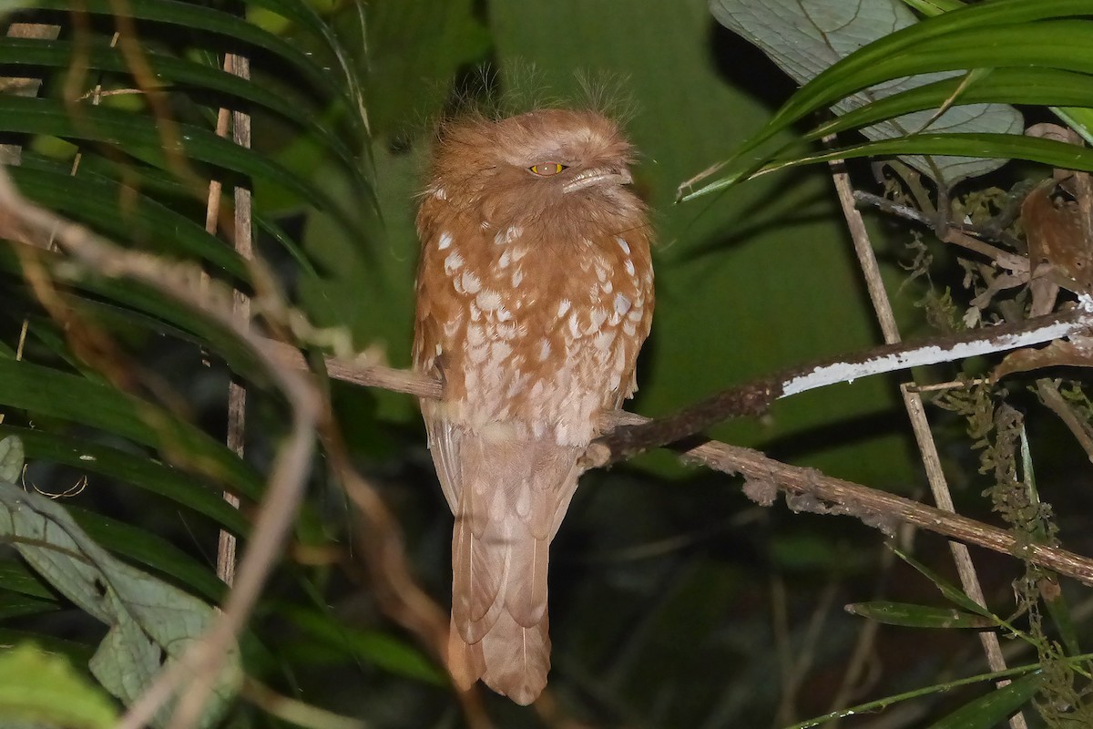 Sumatran Frogmouth - ML33879321