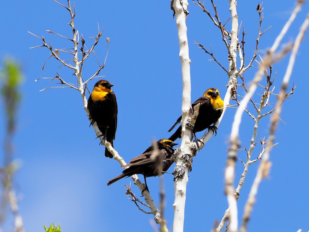 Yellow-headed Blackbird - ML338793941