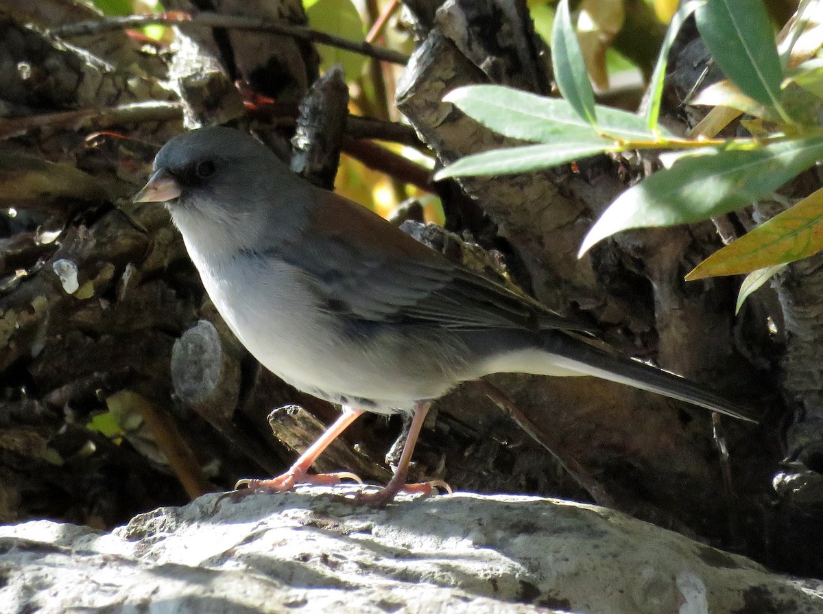 Junco ardoisé (caniceps) - ML33879481