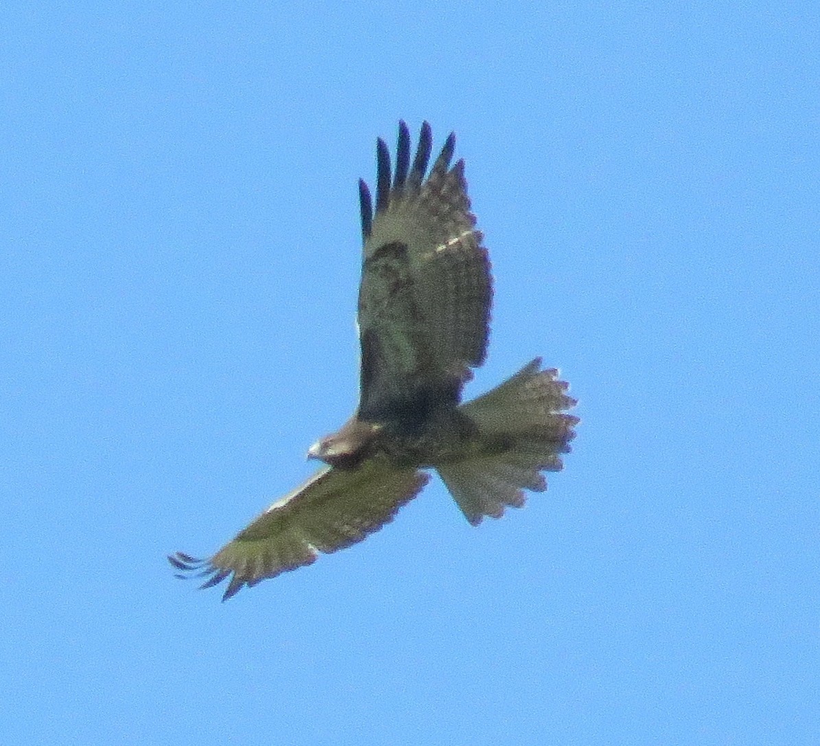 Red-tailed Hawk - ML33879531