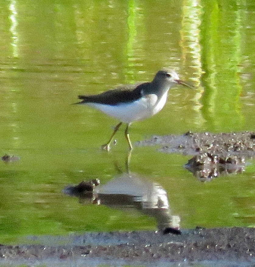 Spotted Sandpiper - ML33879611