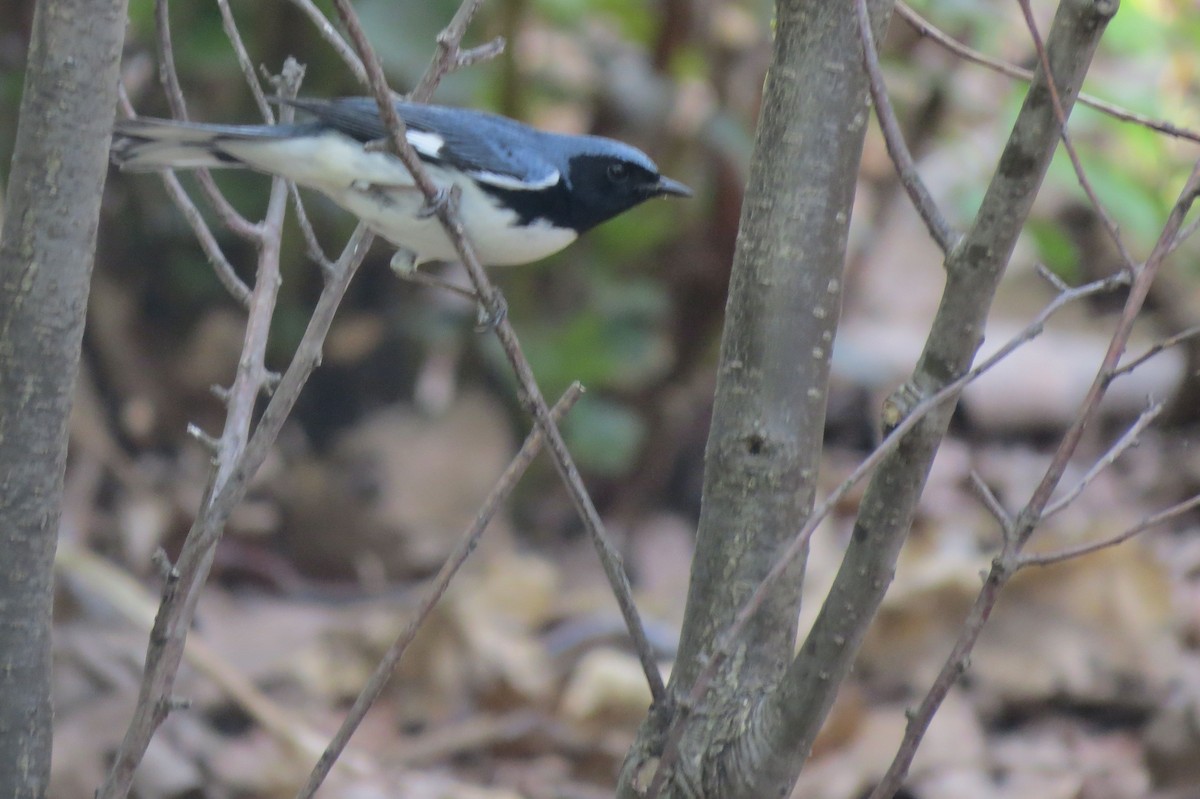 Black-throated Blue Warbler - ML338797231