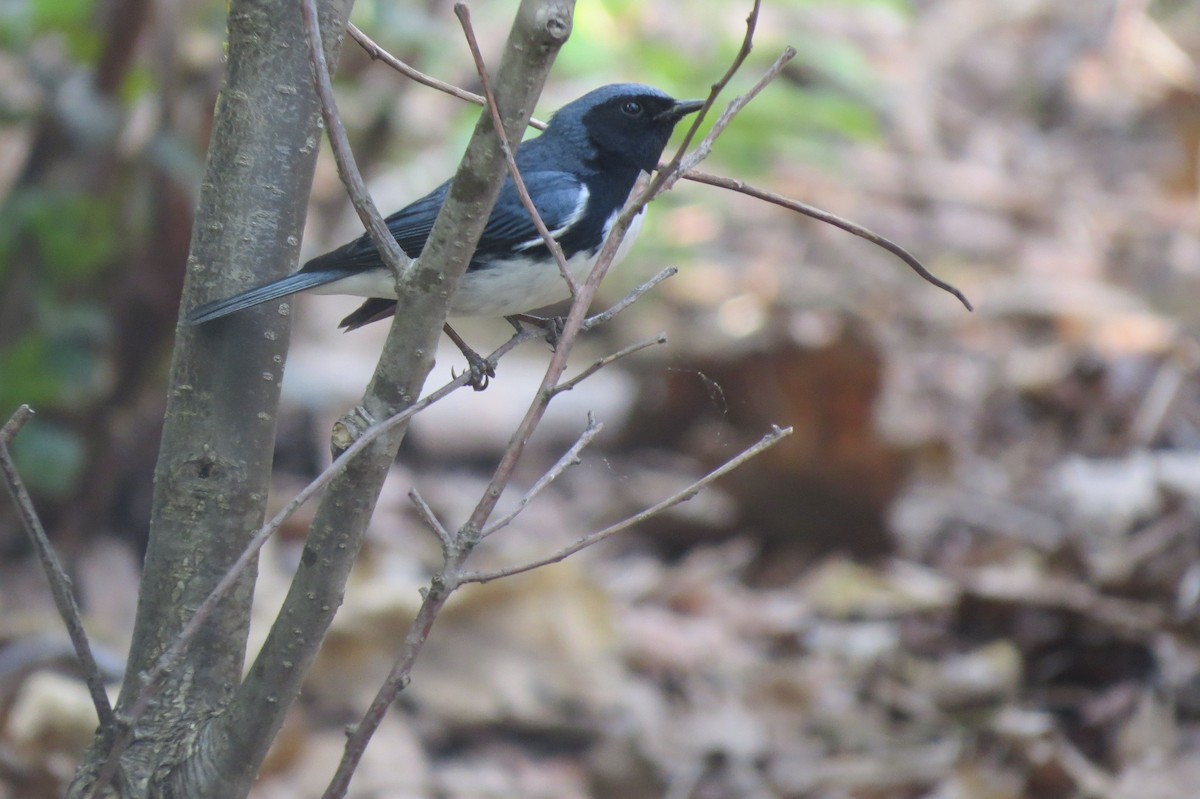 Black-throated Blue Warbler - ML338797241