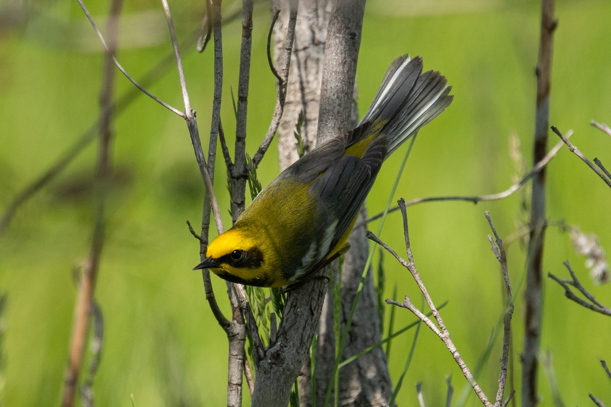 Lawrence's Warbler (hybrid) - Ryan Griffiths
