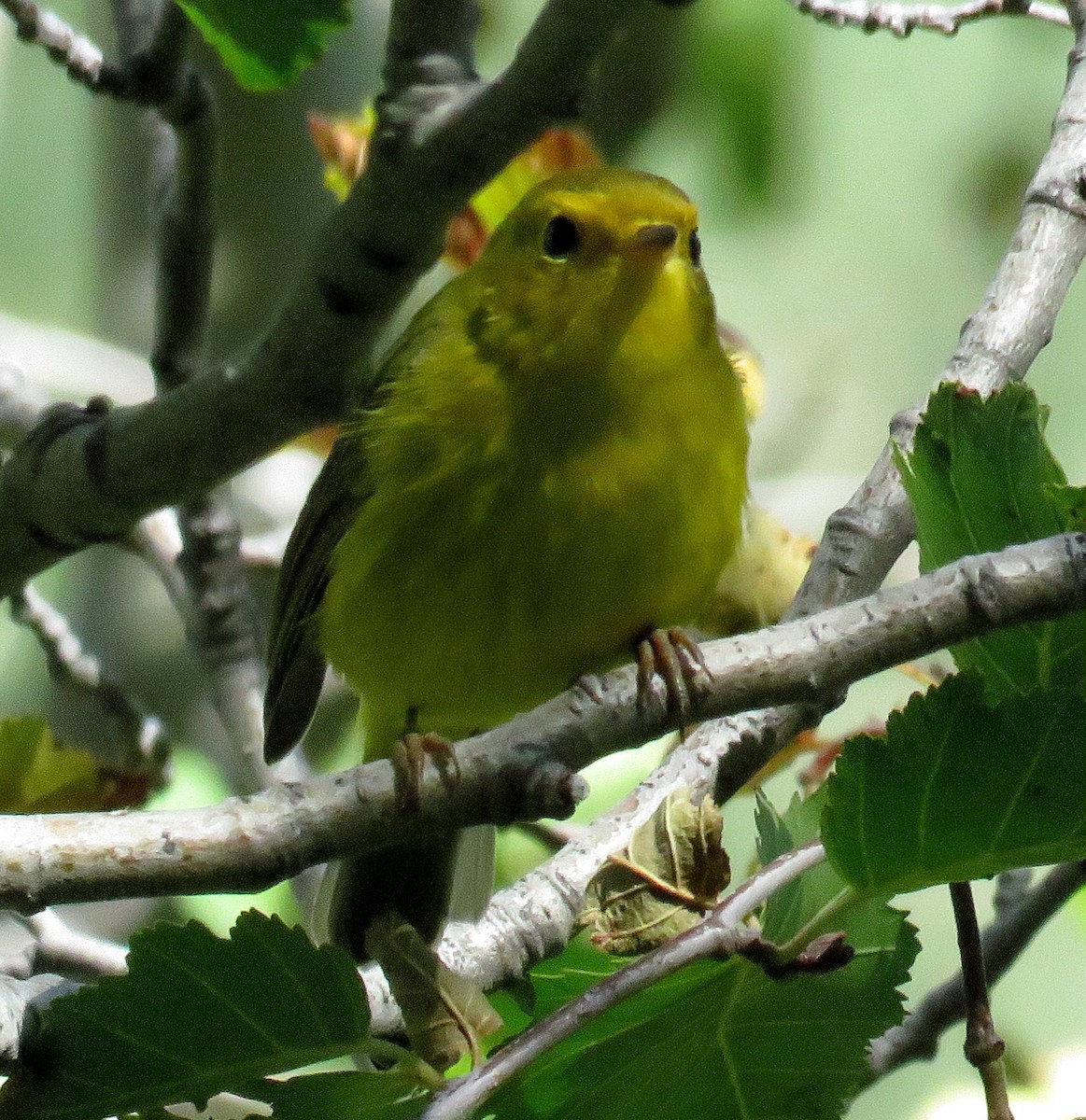 Wilson's Warbler - JoAnn Potter Riggle 🦤