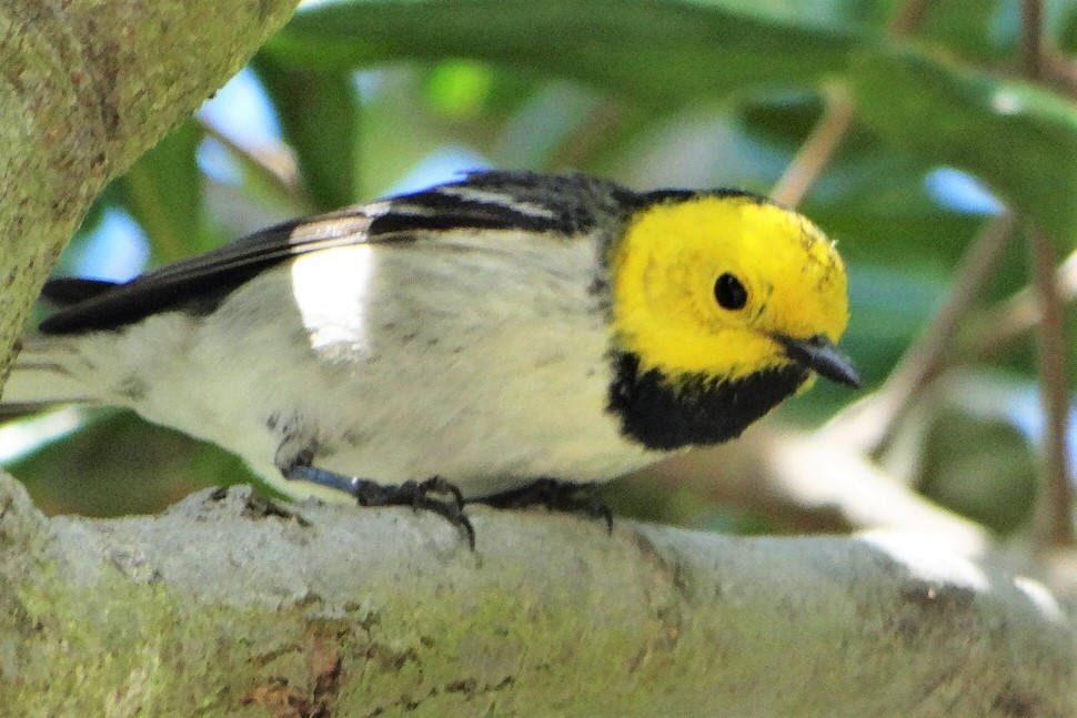 Hermit Warbler - ML338798441