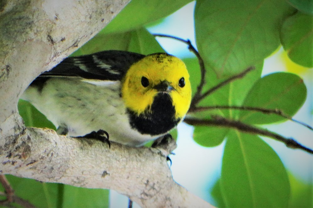 Hermit Warbler - ML338798451