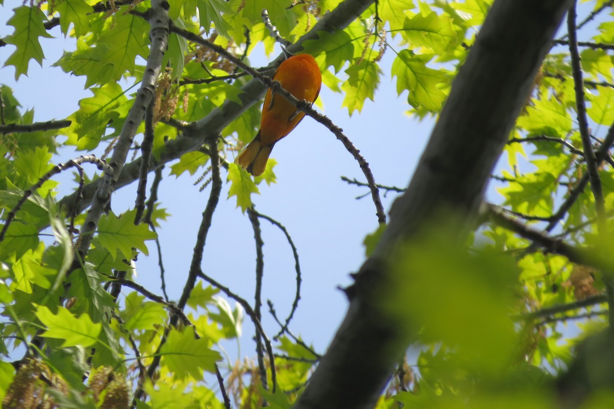 Oriole de Baltimore - ML338798461