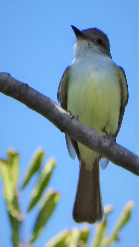 Ash-throated Flycatcher - ML338798811