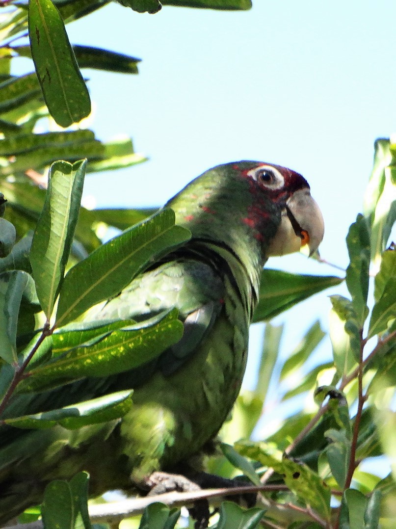 Mitred Parakeet - ML338798871