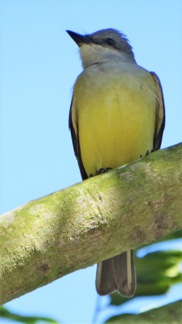 Western Kingbird - ML338798931