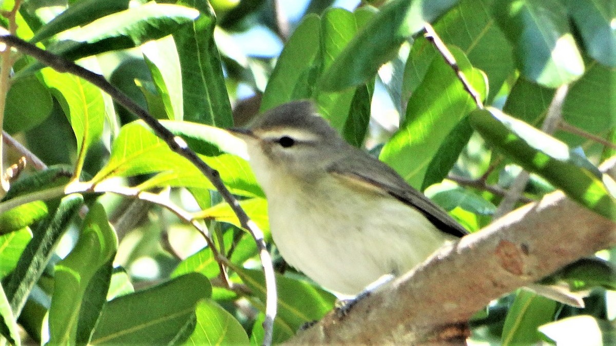 Warbling Vireo - ML338799011