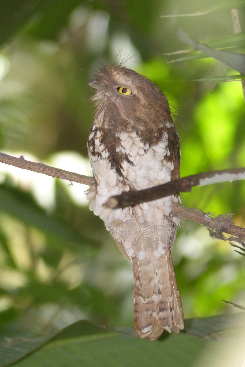 Sumatran Frogmouth - Bruce Wedderburn