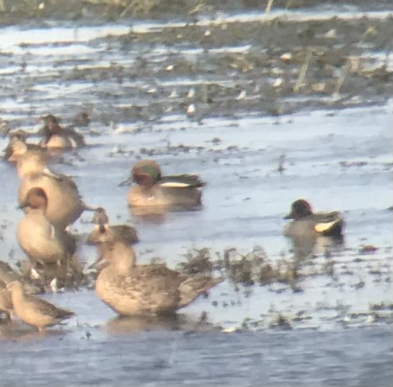 Green-winged Teal (Eurasian) - ML338799321