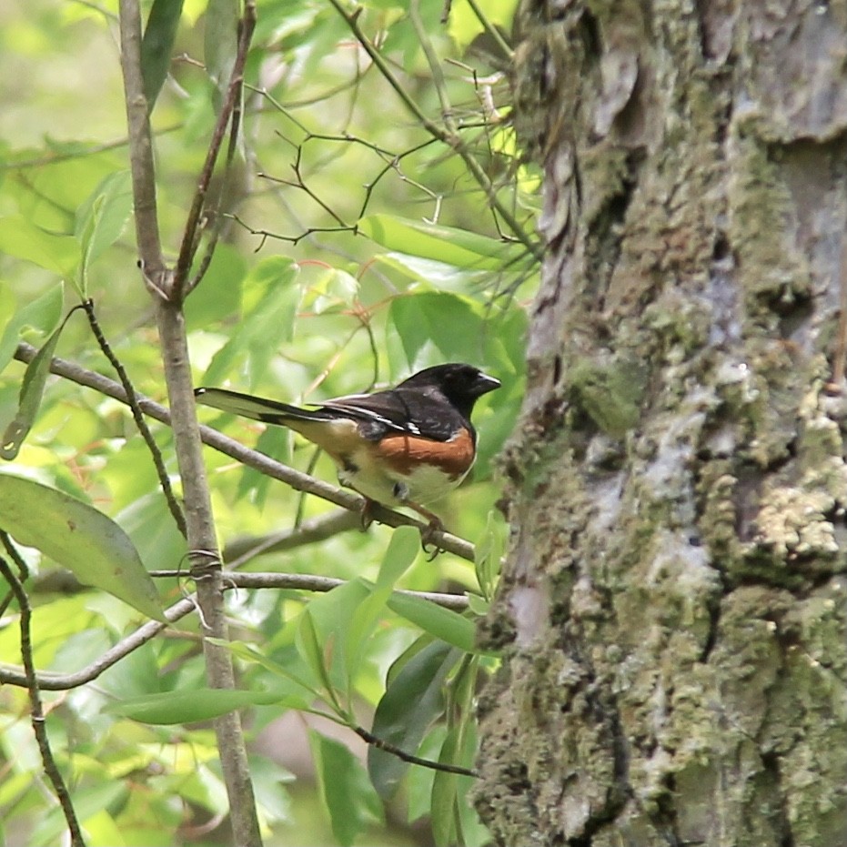 Eastern Towhee - ML338800141