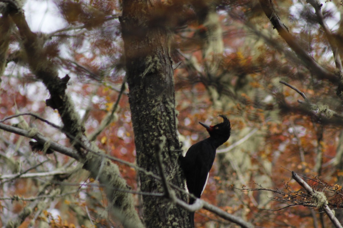 Magellanic Woodpecker - ML338801631