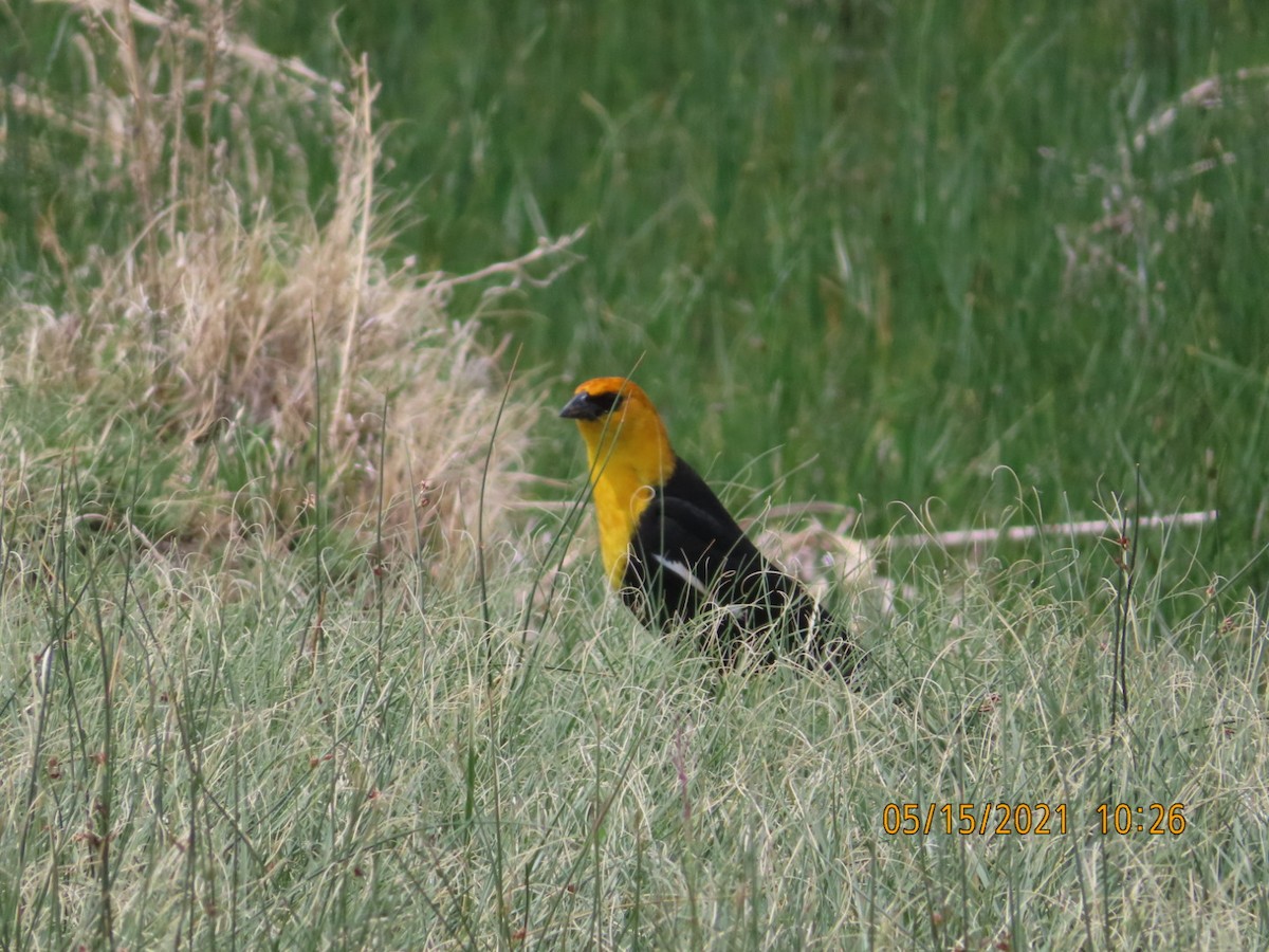 Yellow-headed Blackbird - ML338801891