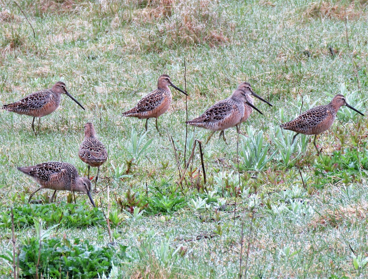 Long-billed Dowitcher - ML338802781