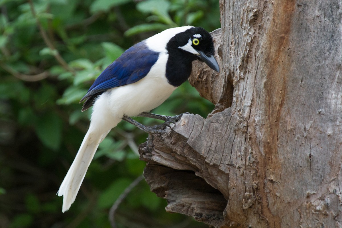 White-tailed Jay - ML33880761