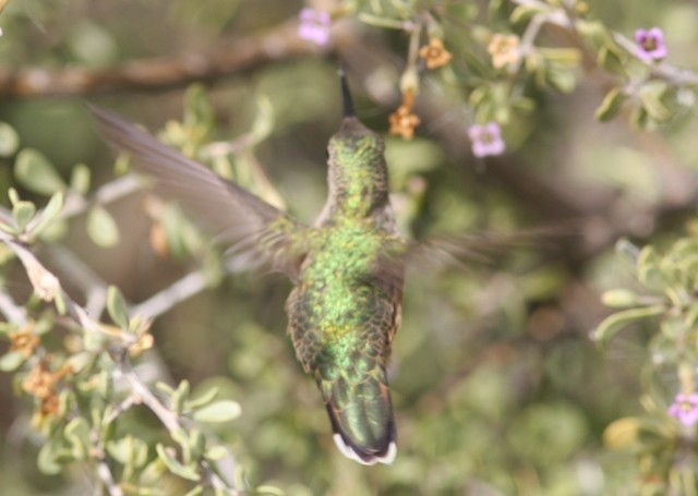 Broad-tailed Hummingbird - ML33880791