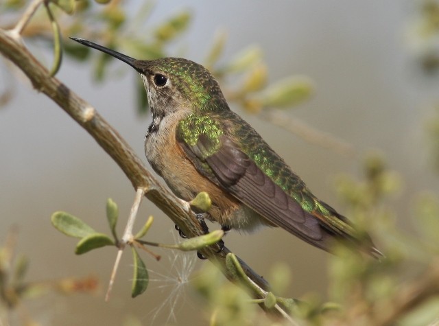 Broad-tailed Hummingbird - ML33880801