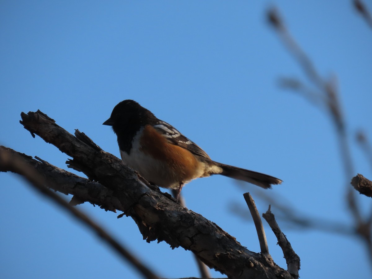 Spotted Towhee - ML338808361