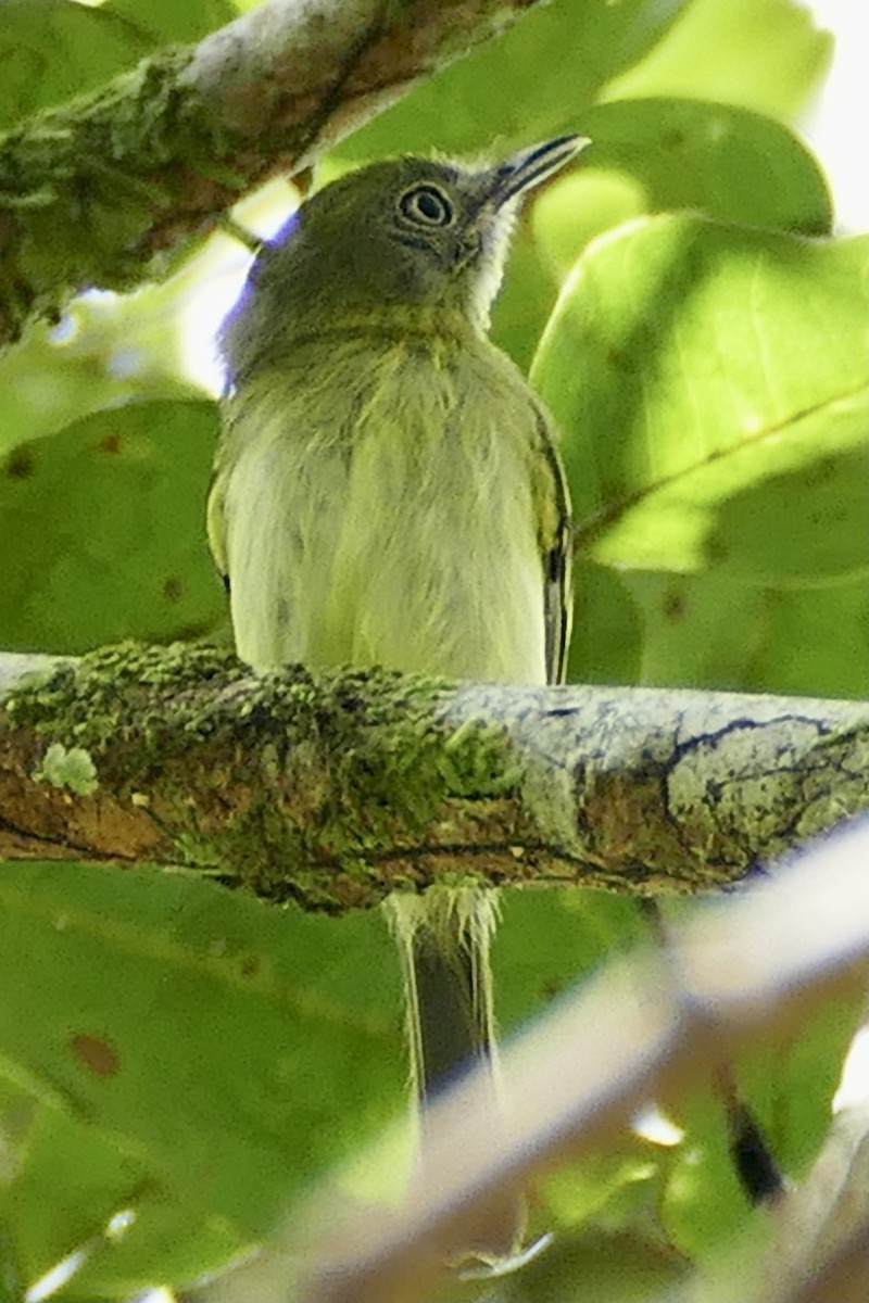 White-eyed Tody-Tyrant - Peter Kaestner