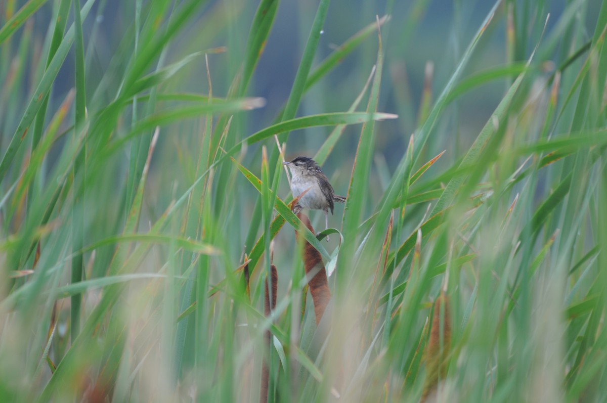 Marsh Wren - Adam Sell