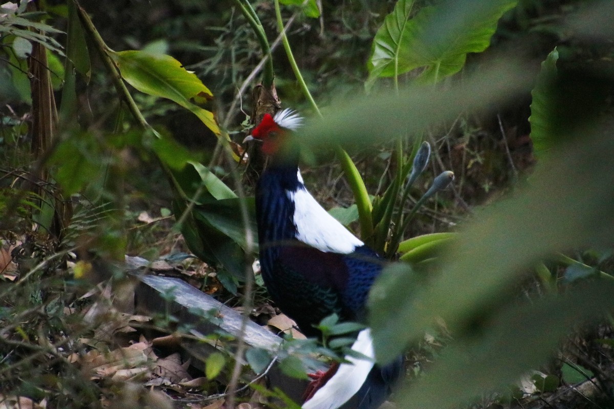 Swinhoe's Pheasant - Kuan Chih Yu