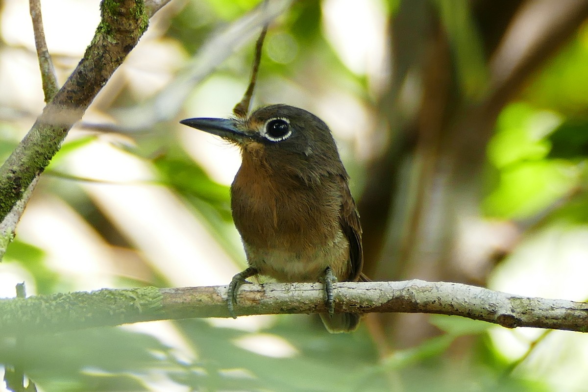 Zügelfaulvogel - ML338812881