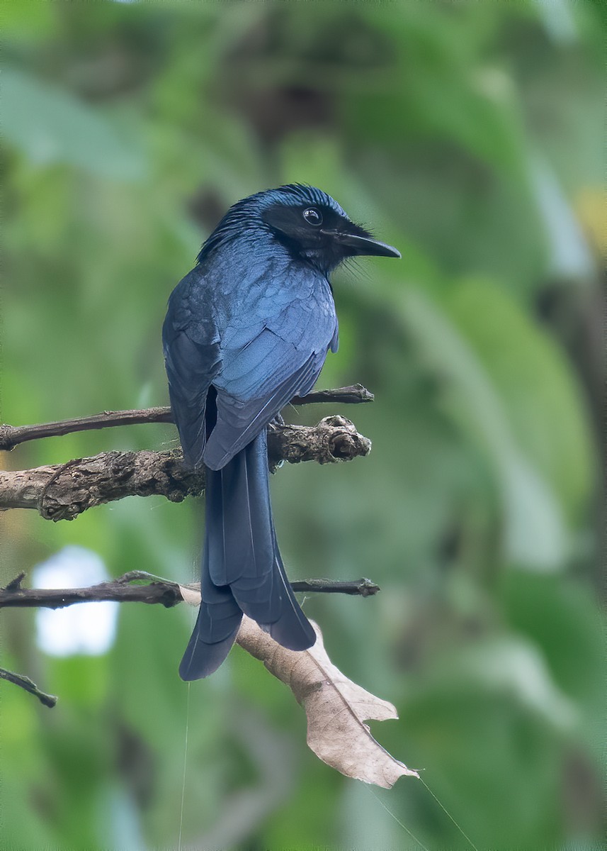 Hair-crested Drongo - ML338813051