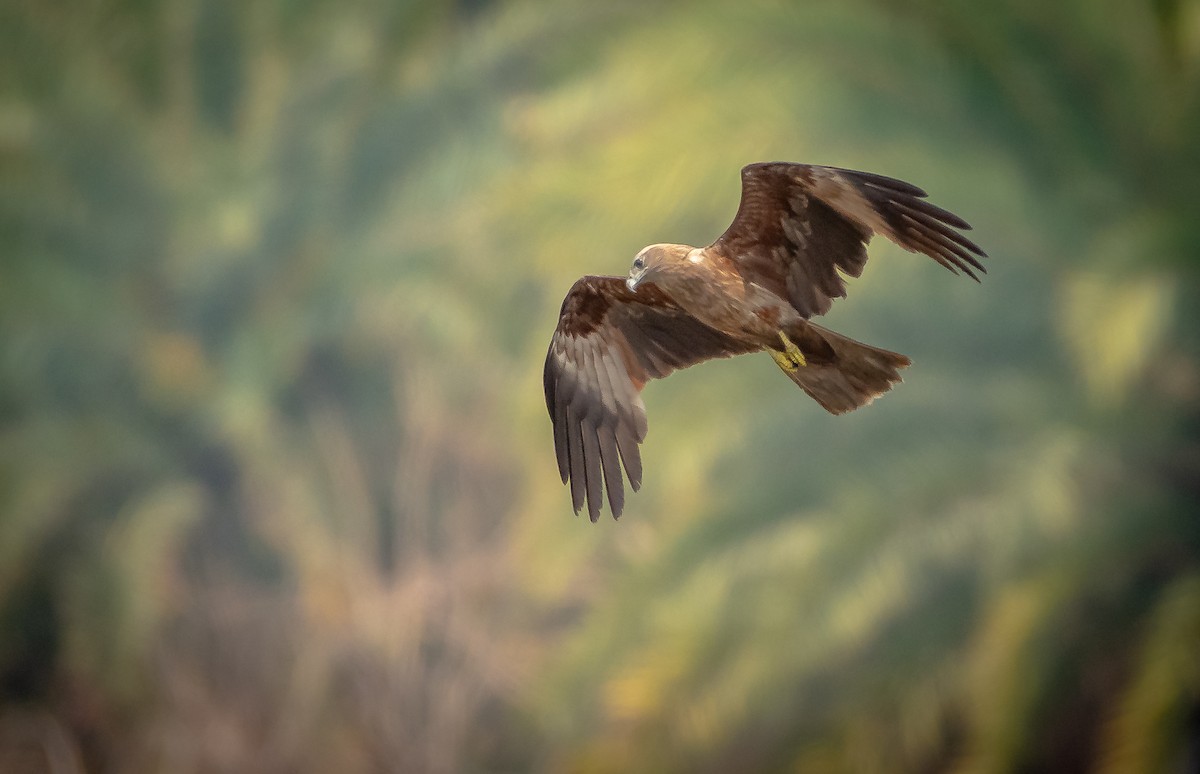 Brahminy Kite - ML338813581