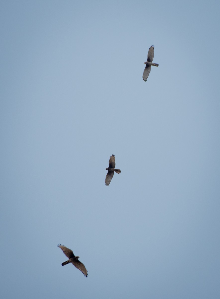 White-eyed Buzzard - ML338813711