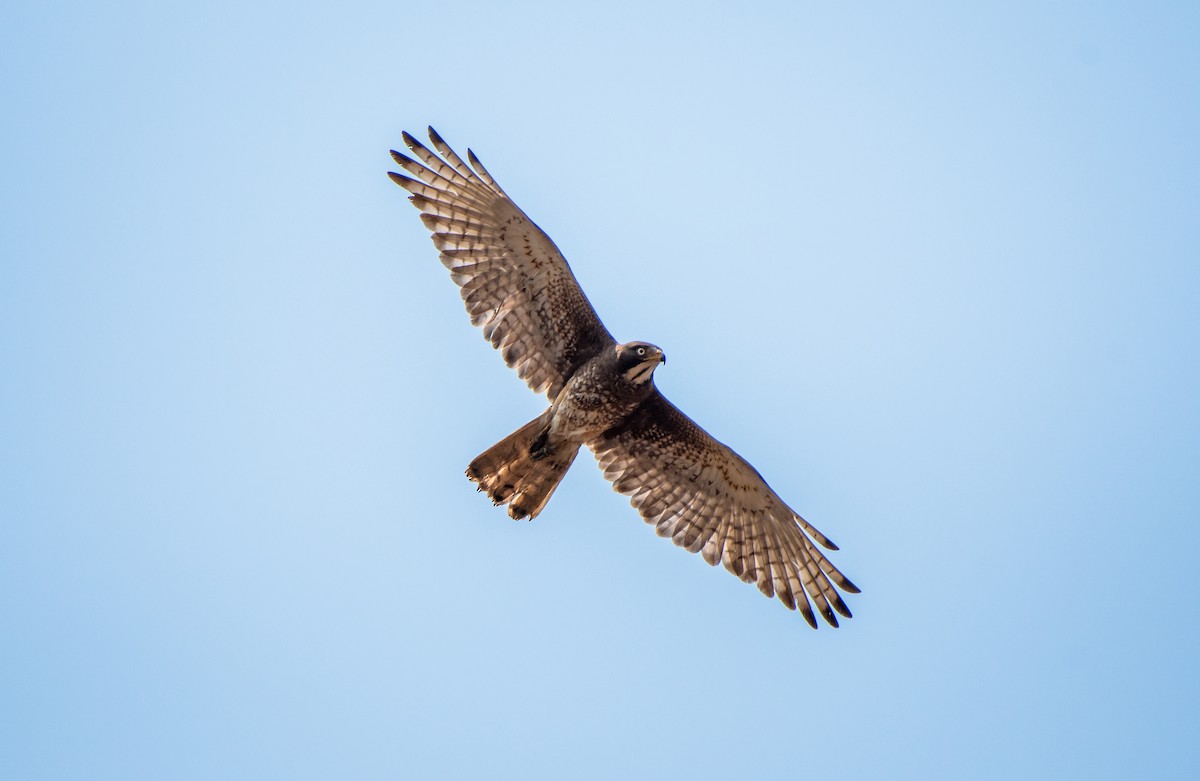 White-eyed Buzzard - ML338813761