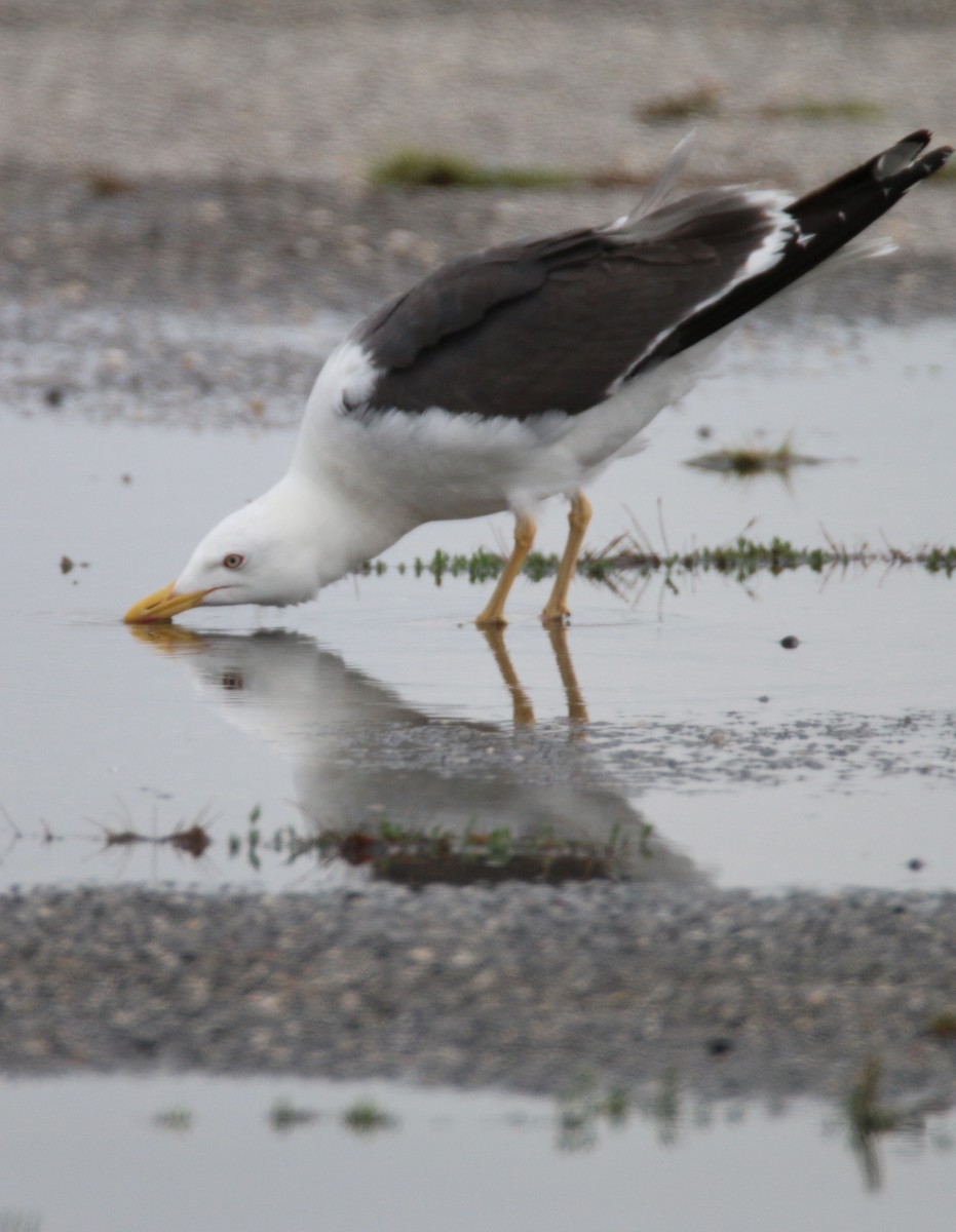 Lesser Black-backed Gull - ML33881421