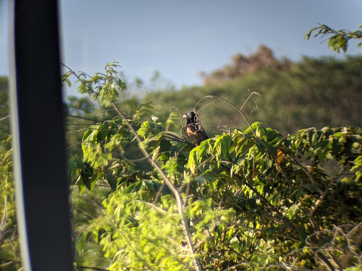 Lesser Coucal - ML338814211