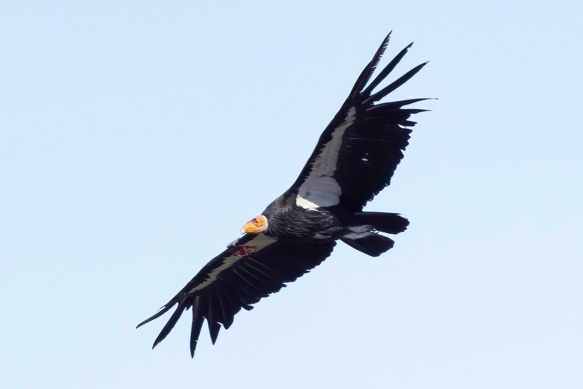 California Condor - Robert Lewis