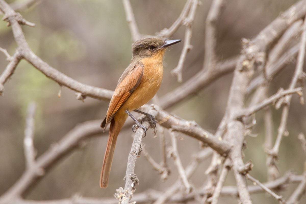 Rufous Flycatcher - Robert Lewis