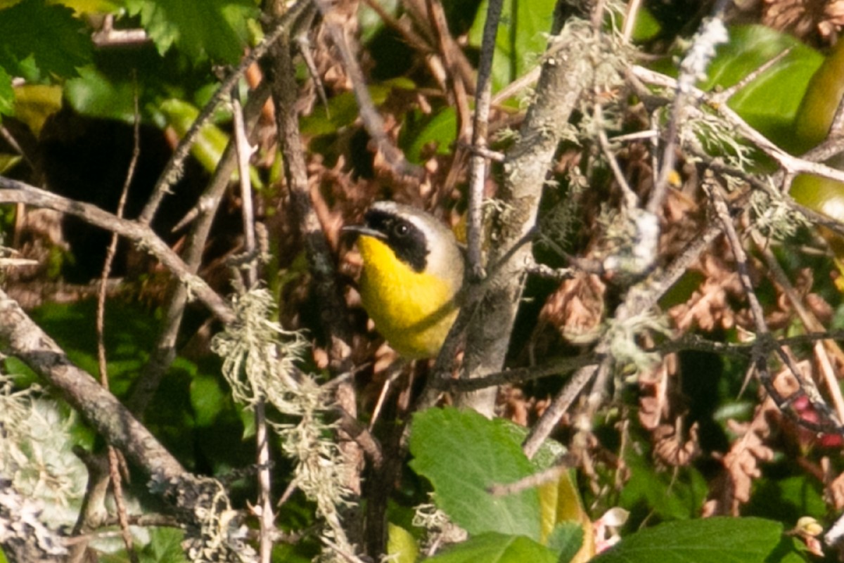 Paruline masquée - ML338818851