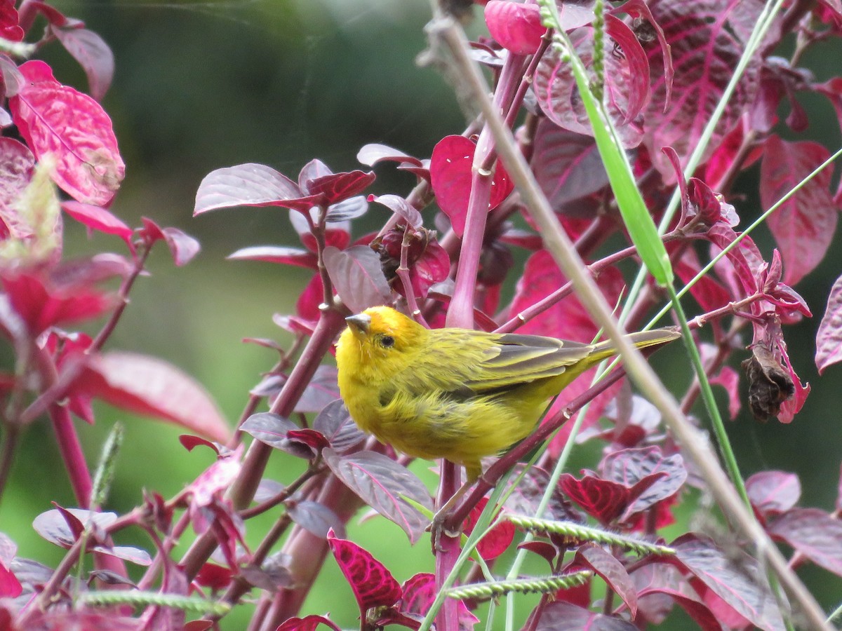 Saffron Finch - ML33881891