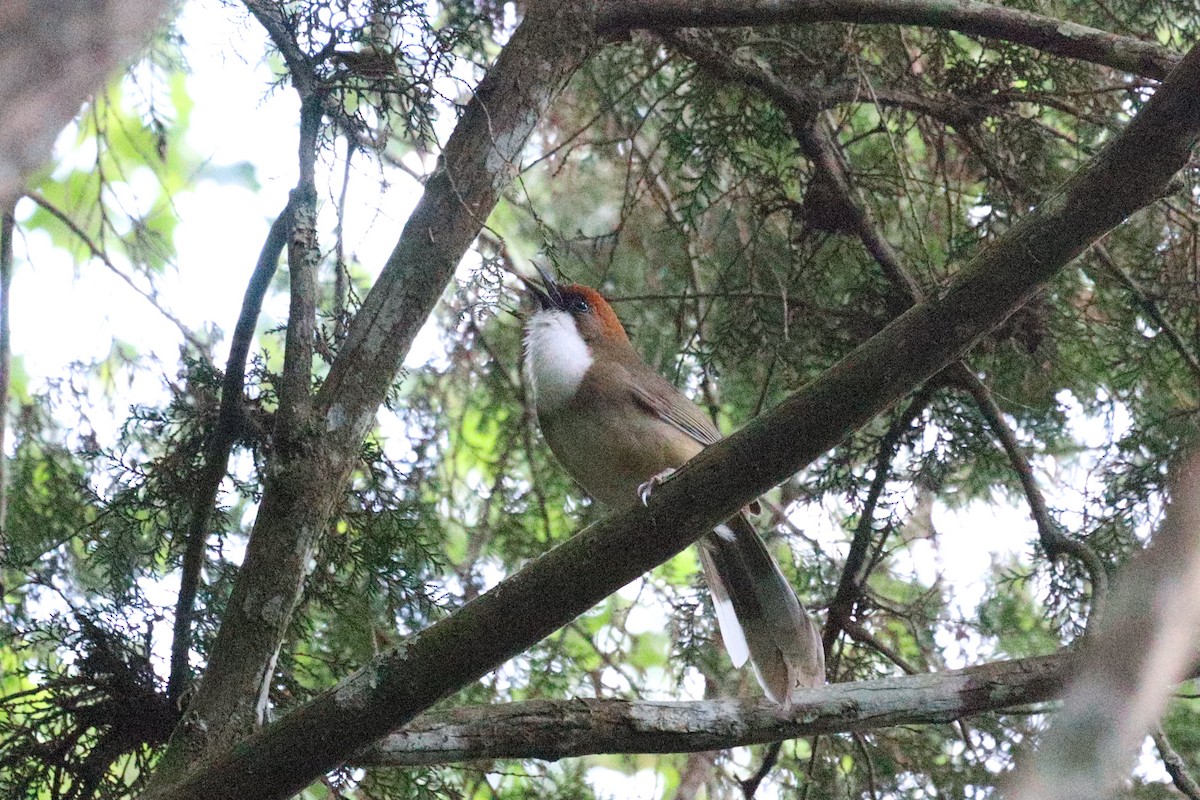 Rufous-crowned Laughingthrush - ML338823331