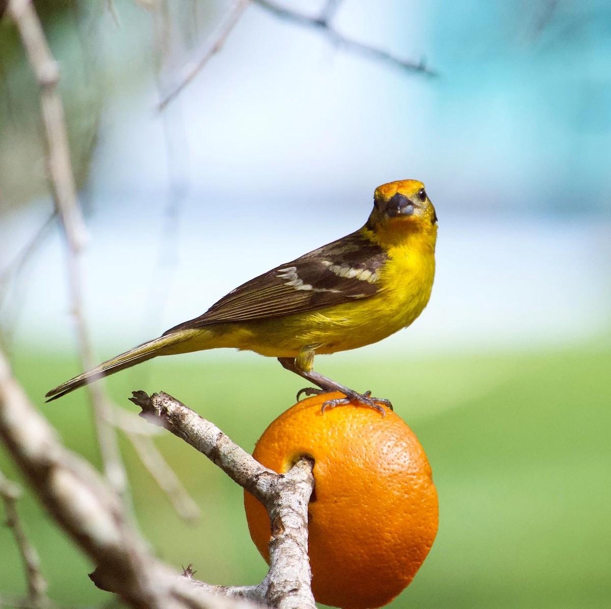 Flame-colored Tanager - ML338826831