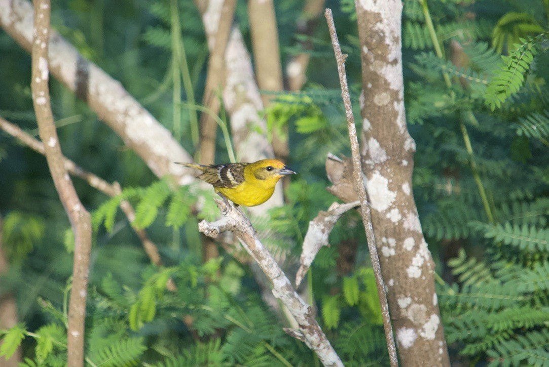 Flame-colored Tanager - ML338827121