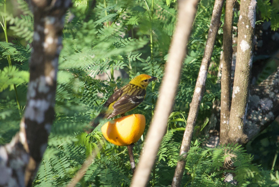 Flame-colored Tanager - ML338827161